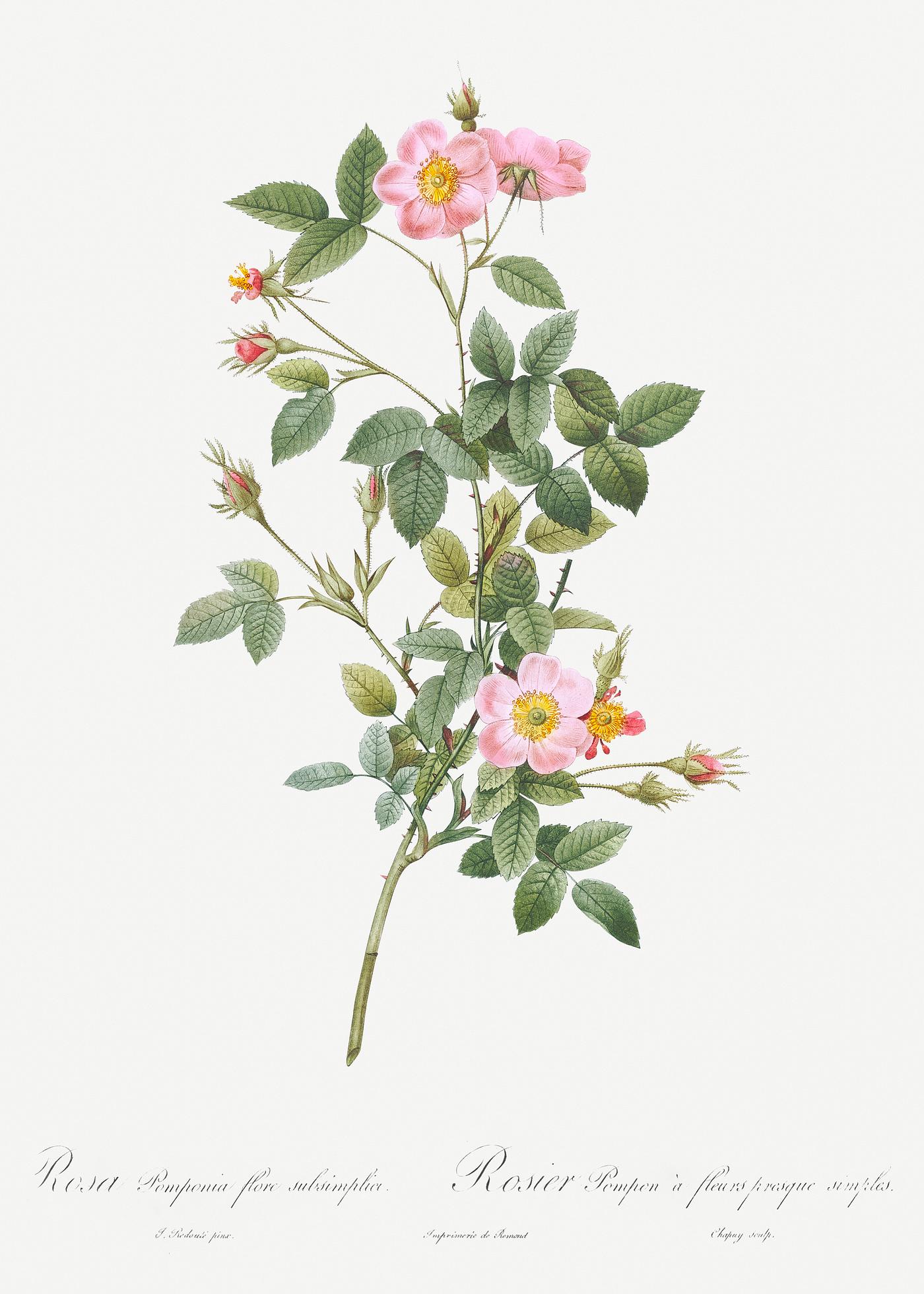 Pale Pink Pompon Rose, Rosa pomponia flore subsimplici from Les Roses (1817–1824) by Pierre-Joseph Redouté.... Pale Pink Pompon Rose, Rosa pomponia flore subsimplici from Les Roses (1817–1824) by Pierre-Joseph Redouté....