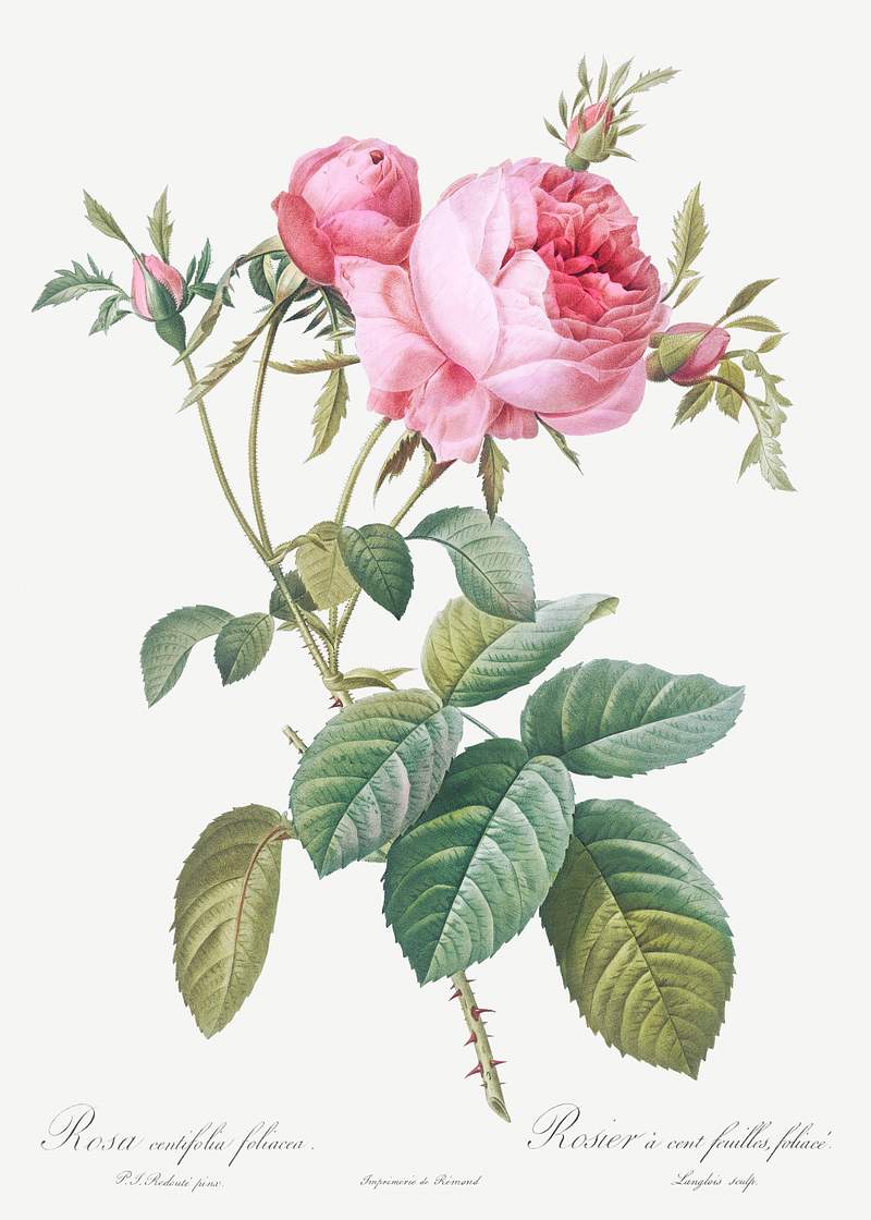 Rose de Mai, Rosa centifolia foliacea from Les Roses (1817–1824) by Pierre-Joseph Redouté. Original from the…