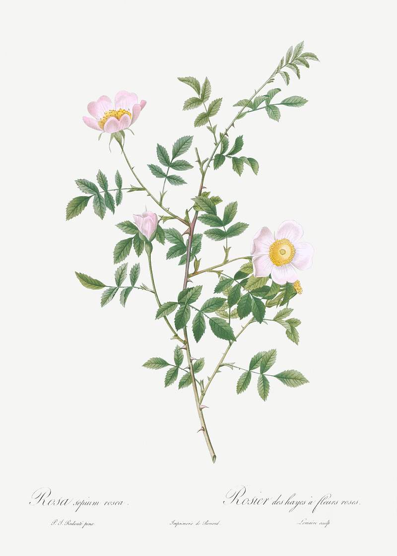 Pink Hedge Rose, Rosa sepium rosea from Les Roses (1817–1824) by Pierre-Joseph Redouté. Original from the…
