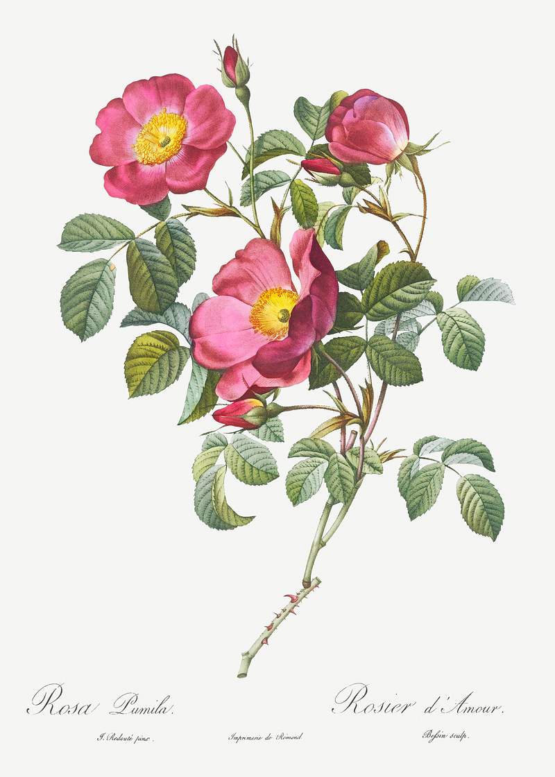 Rose of Love, Rosa pumila from Les Roses (1817–1824) by Pierre-Joseph Redouté. Original from the Library of…