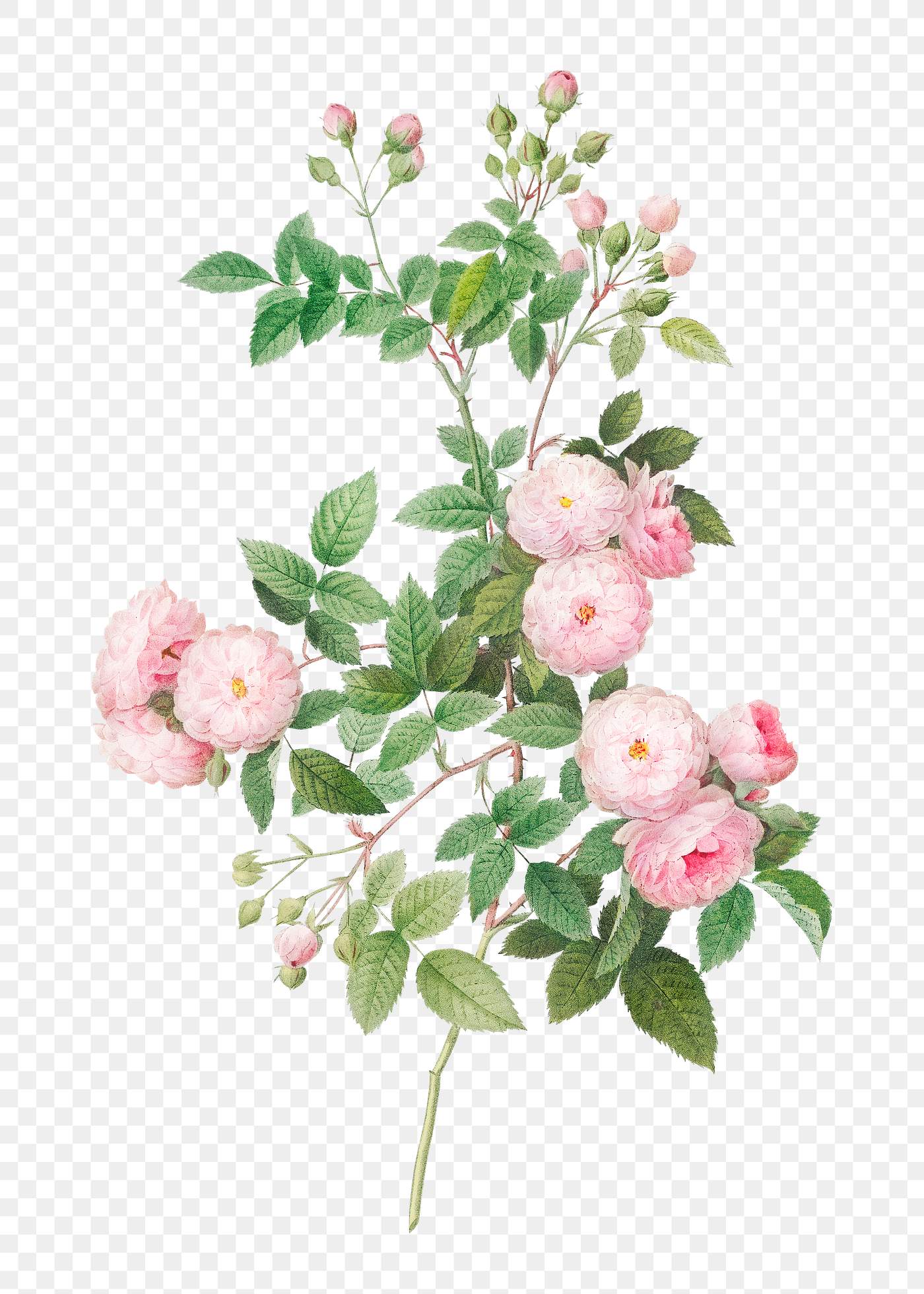 Pink baby roses | Free transparent png - 574438