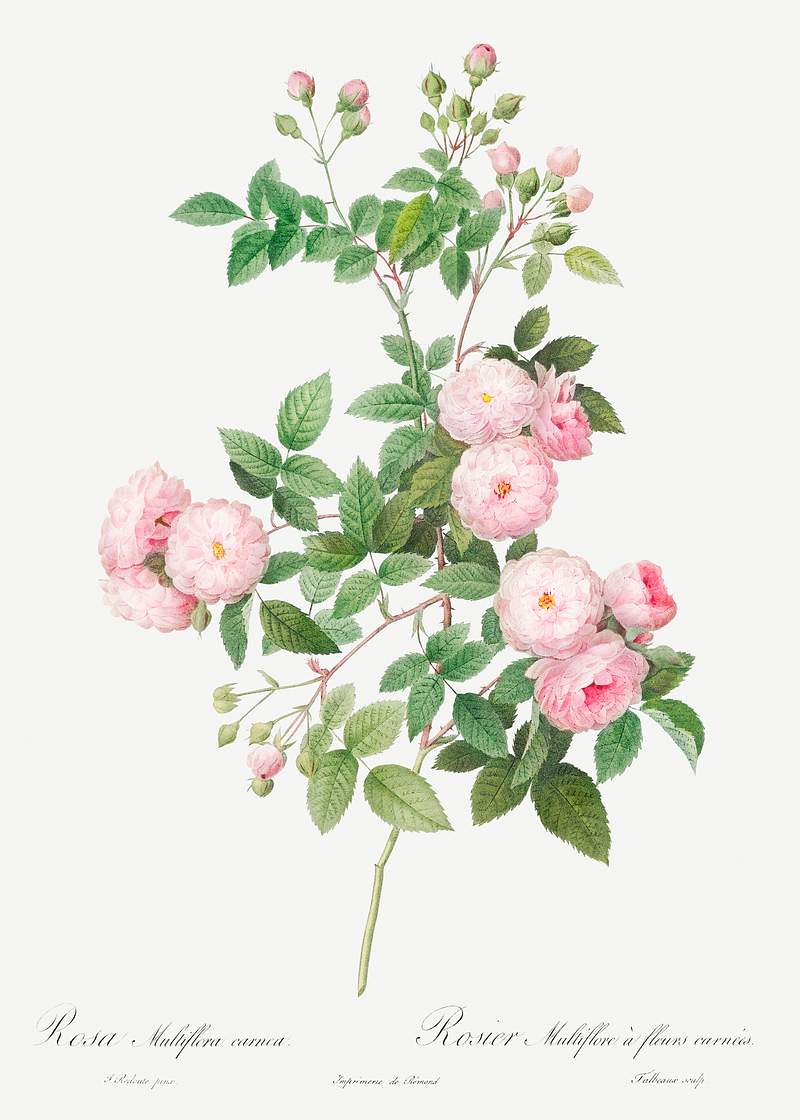 Flesh-Pink Multiflora, Rosa multiflora carnea from Les Roses (1817–1824) by Pierre-Joseph Redouté. Original from…
