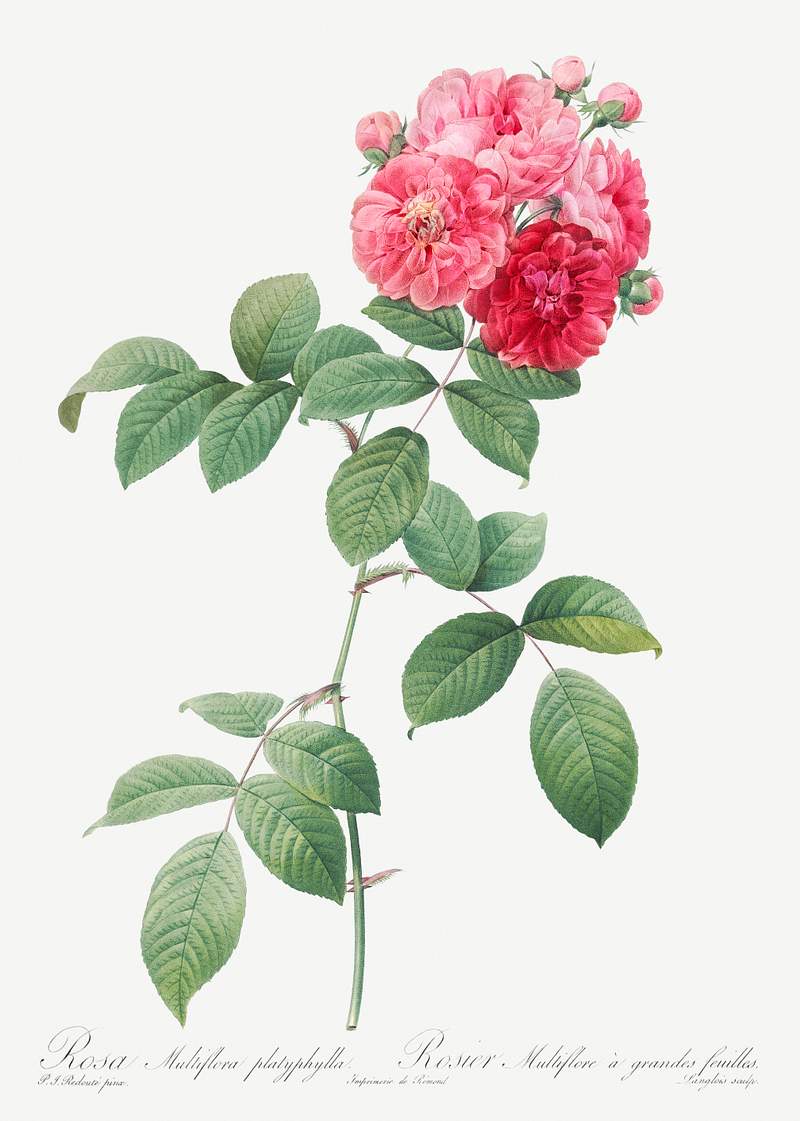Seven Sisters Roses, also known as Multiflora Rose with Large Leaves (Rosa multiflora platyphylla) from Les Roses…