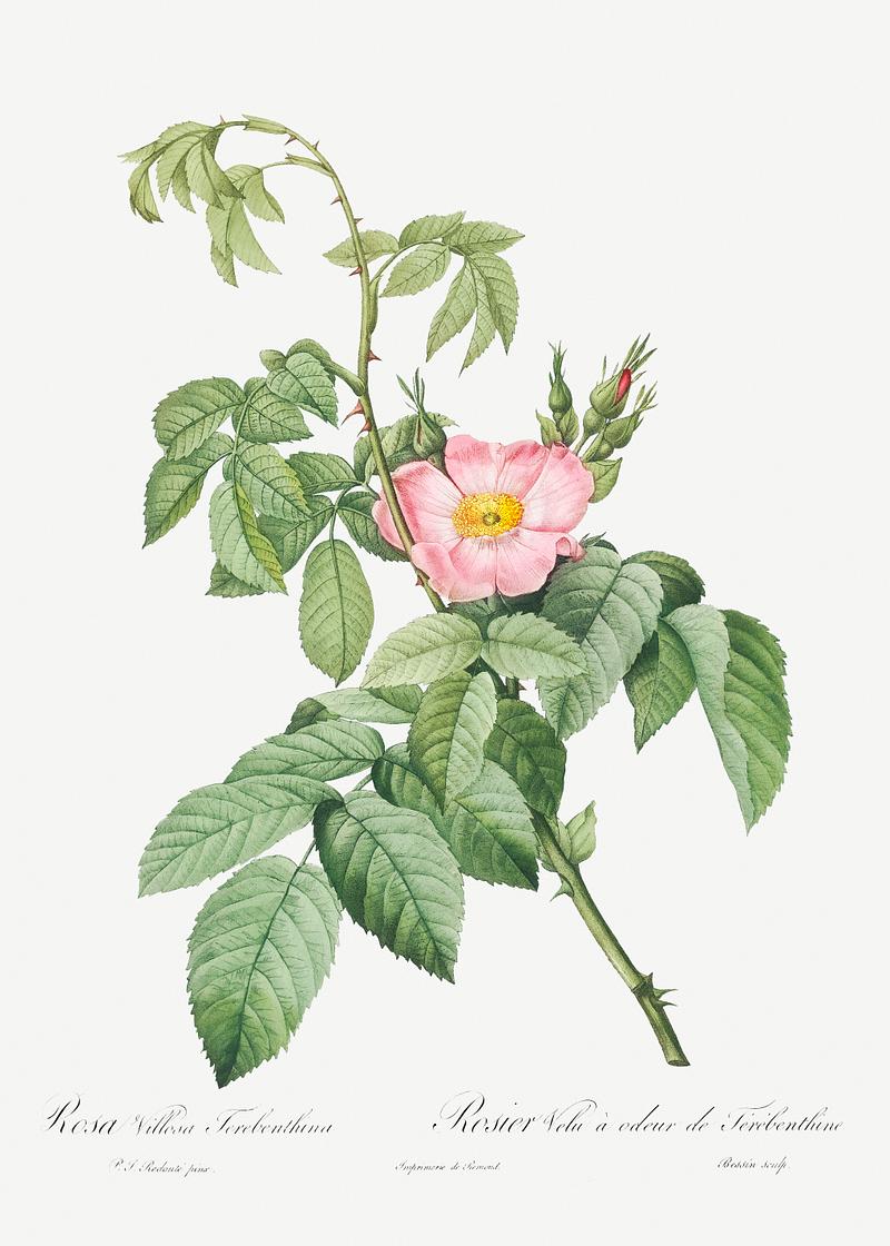 Pink apple rose in bloom The Apple Rose, also known as Spanish Rosehip Rose (Rosa villosa) from Les Roses (1817–1824) by Pierre-Joseph…