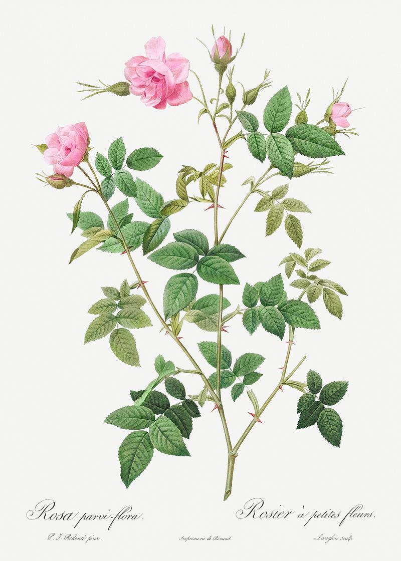 Pink flowering rosebush Wild Rose, also known as Rosebush with small flowers (Rosa parviflora) from Les Roses (1817–1824) by Pierre-Joseph…