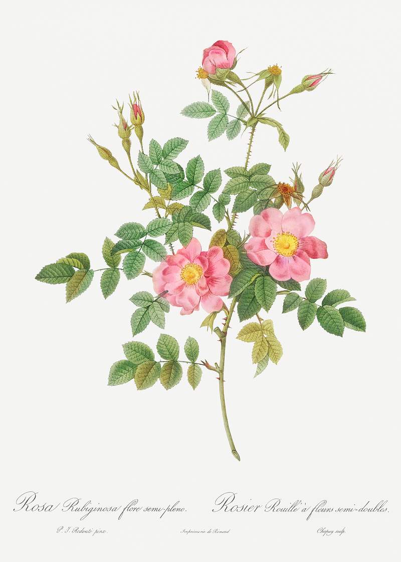 Semi-Double Sweet Briar, also known as Rusty Rose with Semi-Double Flowers (Rosa rubiginosa flore semi-pleno) from Les Roses…