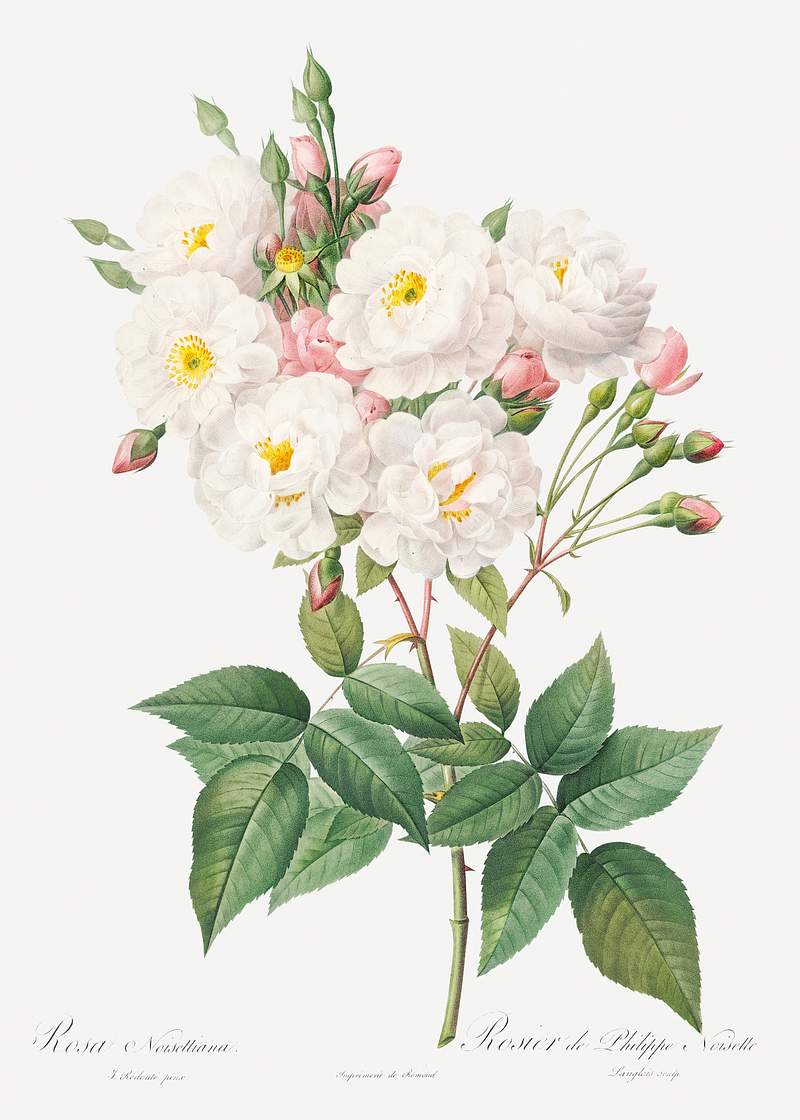 Rosa × noisettiana, also known as Rose of Philippe Noiselle from Les Roses (1817–1824) by Pierre-Joseph…