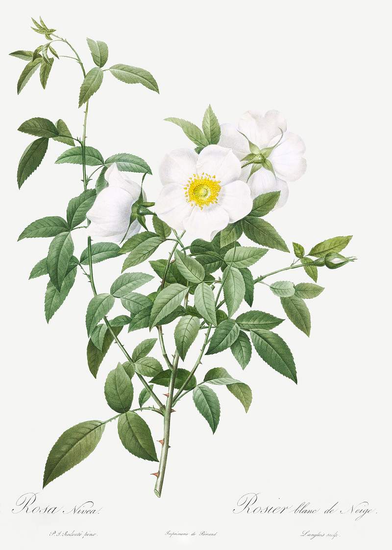 Cherokee Rose, also known as White Rose of Snow (Rosa Nivea) from Les Roses (1817–1824) by Pierre-Joseph…