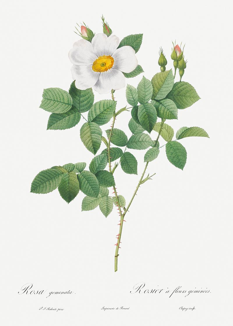 Blooming white roses Twin-Flowered White Rose, also known as Rosebush with Geminate Flowers (Rosa geminata) from Les Roses (1817–1824) by…