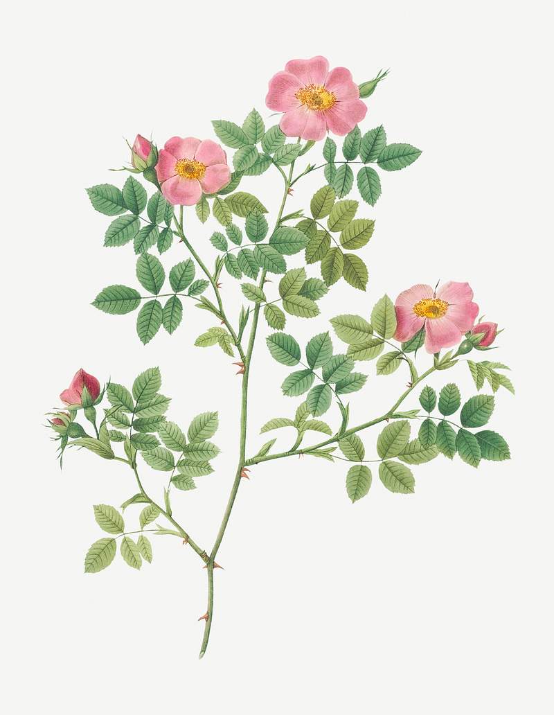 1. Vintage blooming corymb rose illustration. 