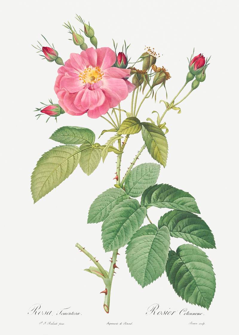 Harsh Downy Rose, also known as Cotton Rose (Rosa tomentosa) from Les Roses (1817–1824) by Pierre-Joseph…