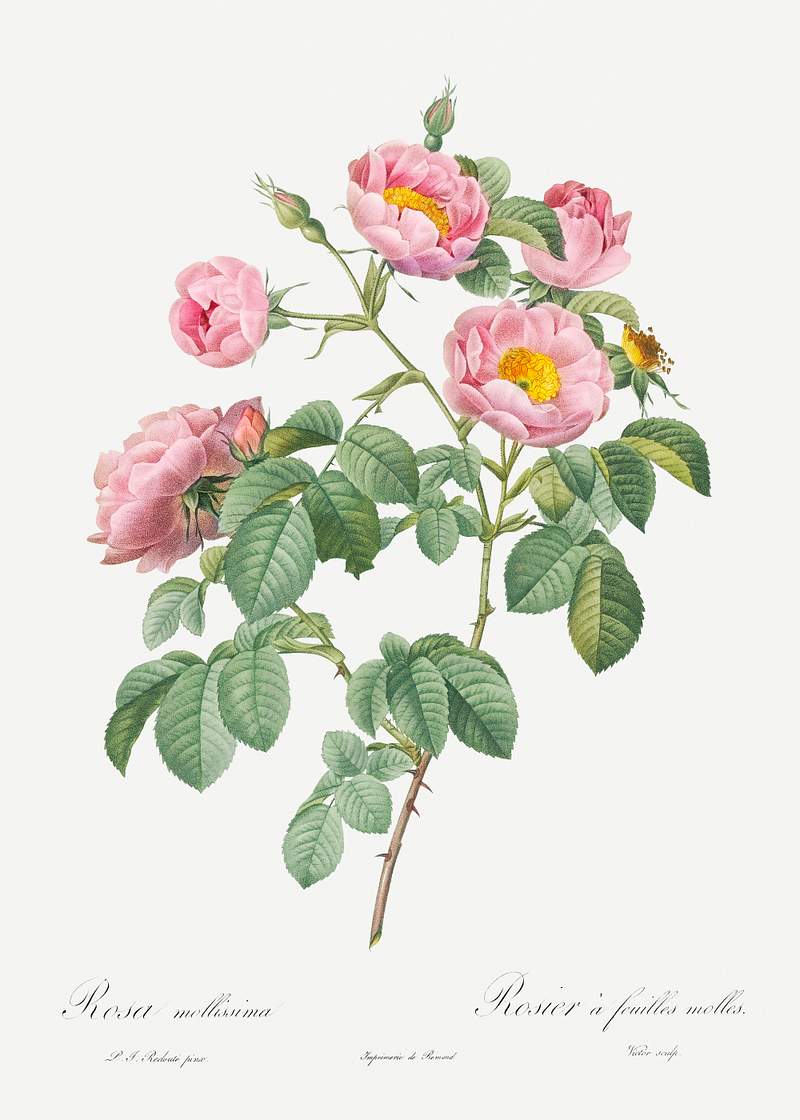 Semi-Double Variety of Tomentose Rose, also know as Rosebush with Soft Leaves (Rosa mollissima) from Les Roses…