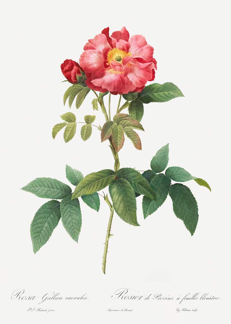 Bluish-Leaved Provins Rose, Rosa gallica caerulea from Les Roses (1817–1824) by Pierre-Joseph Redouté. Original…