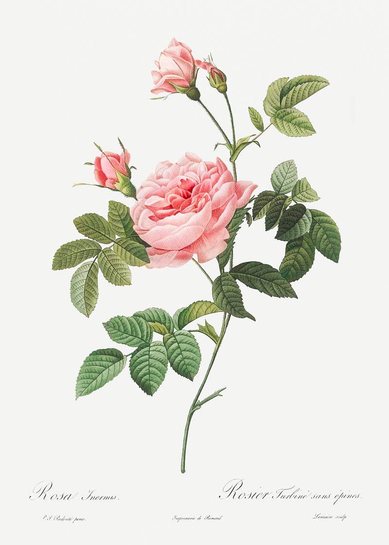 Boursault Rose, also known as Rose Turbine without Thorns (Rosa Inermis) from Les Roses (1817–1824) by Pierre-Joseph…
