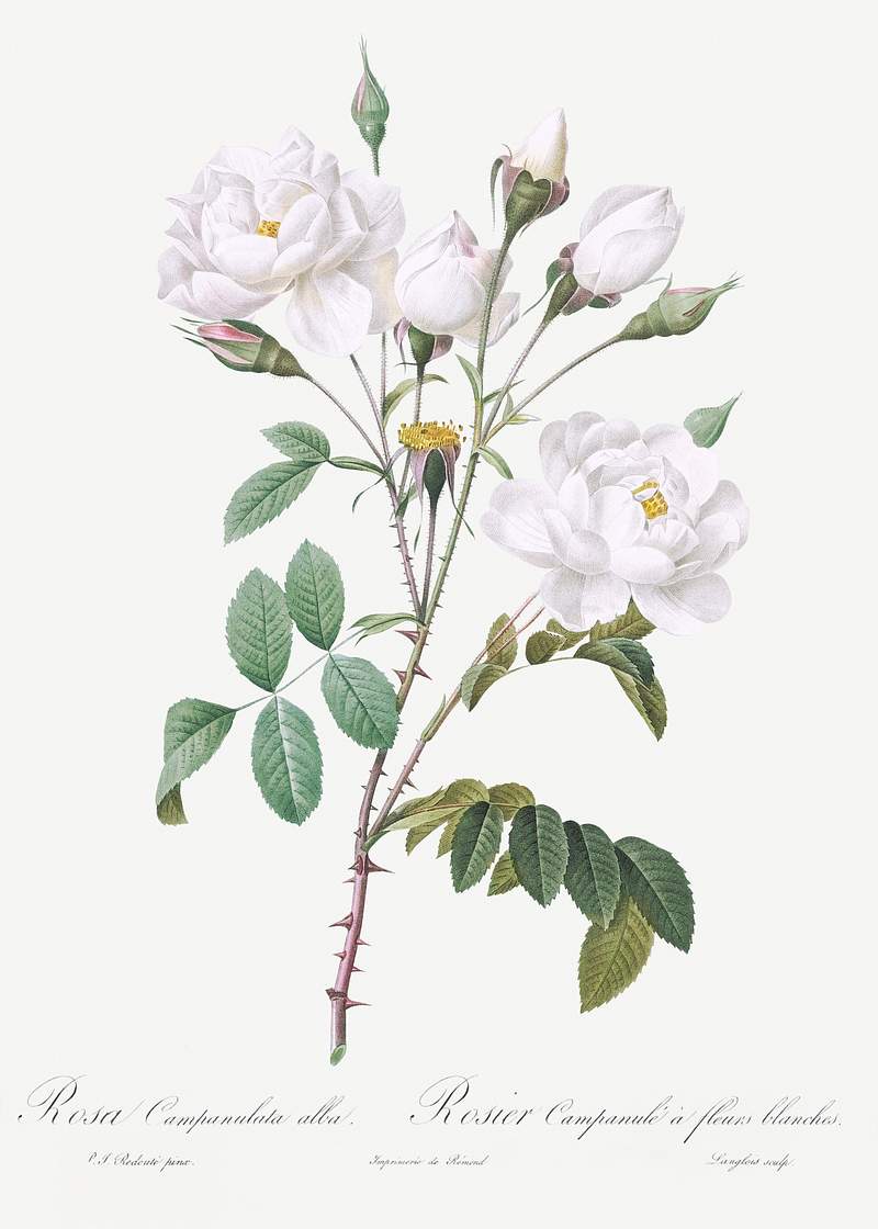 Rosa campanulata alba also known as Pink Bellflowers to White Flowers from Les Roses (1817–1824) by Pierre-Joseph…