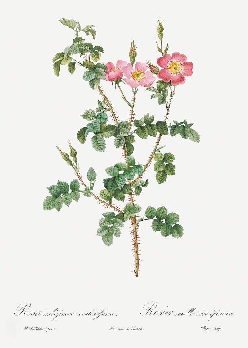 Prickly Sweet Briar Rose with Dusty Pink Flowers, Rosa rubiginosa aculeatissima from Les Roses (1817–1824) by Pierre…