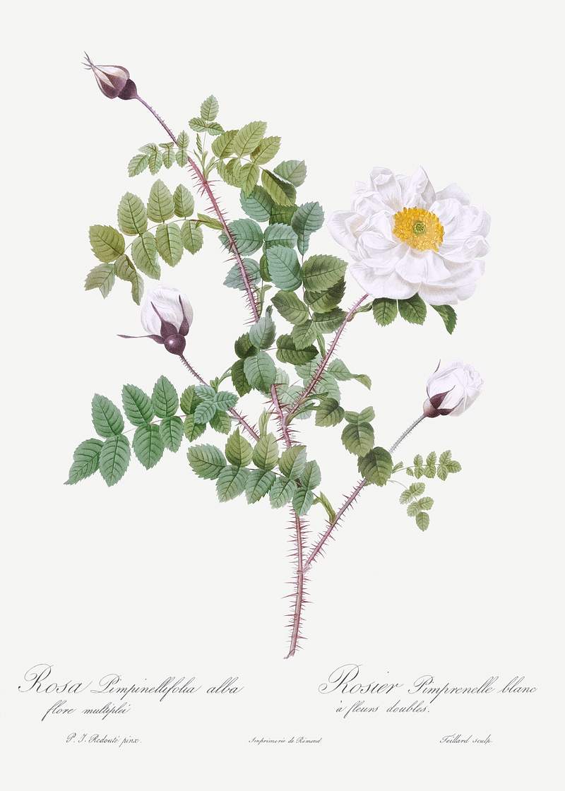 Double White Burnet Rose, also known as Pimple Rose with White Flowers (Rosa Pimpinellifolia Alba Flore Multiplei) from Les…