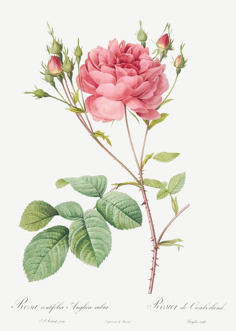 Cumberland Rose, Rosa Centifolia Anglica Rubra from Les Roses (1817–1824) by Pierre-Joseph Redouté. Original…