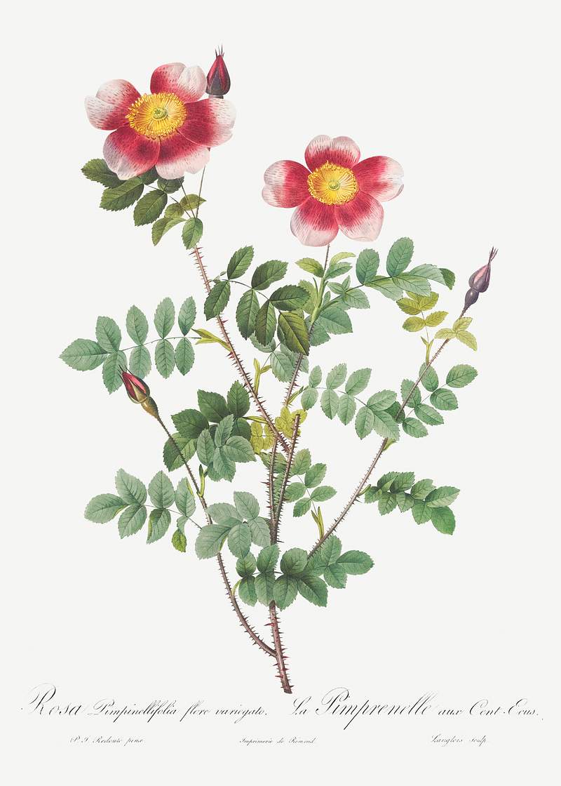 Variegated Flowering Variety of Burnet Rose, Rosa pimpinellifolia flore variegato from Les Roses (1817–1824) by Pierre…