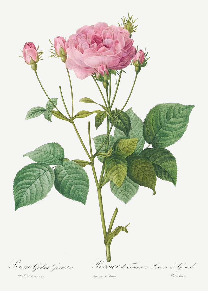 Rosa gallica granules, also known as
Rosebush of France with Pomegranate from Les Roses (1817–1824) by Pierre-Joseph…