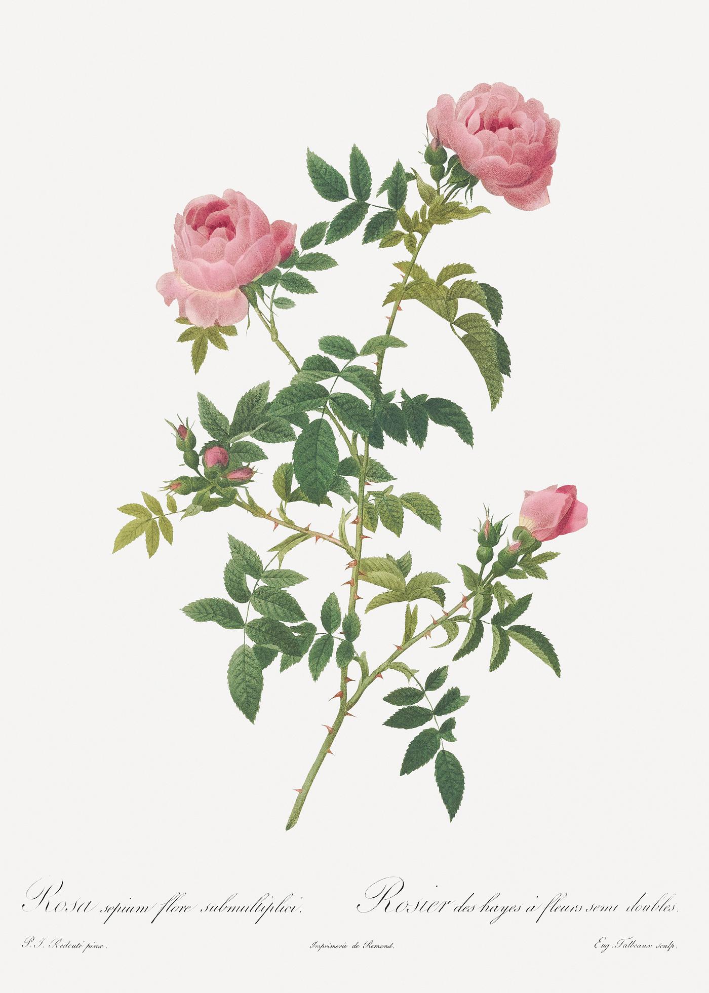 Hundred-petalled English Rose, also known as
Rose of the Hedges with semi-double flowers (Rosa centifolia Anglica rubra)... Hundred-petalled English Rose, also known as
Rose of the Hedges with semi-double flowers (Rosa centifolia Anglica rubra)...
