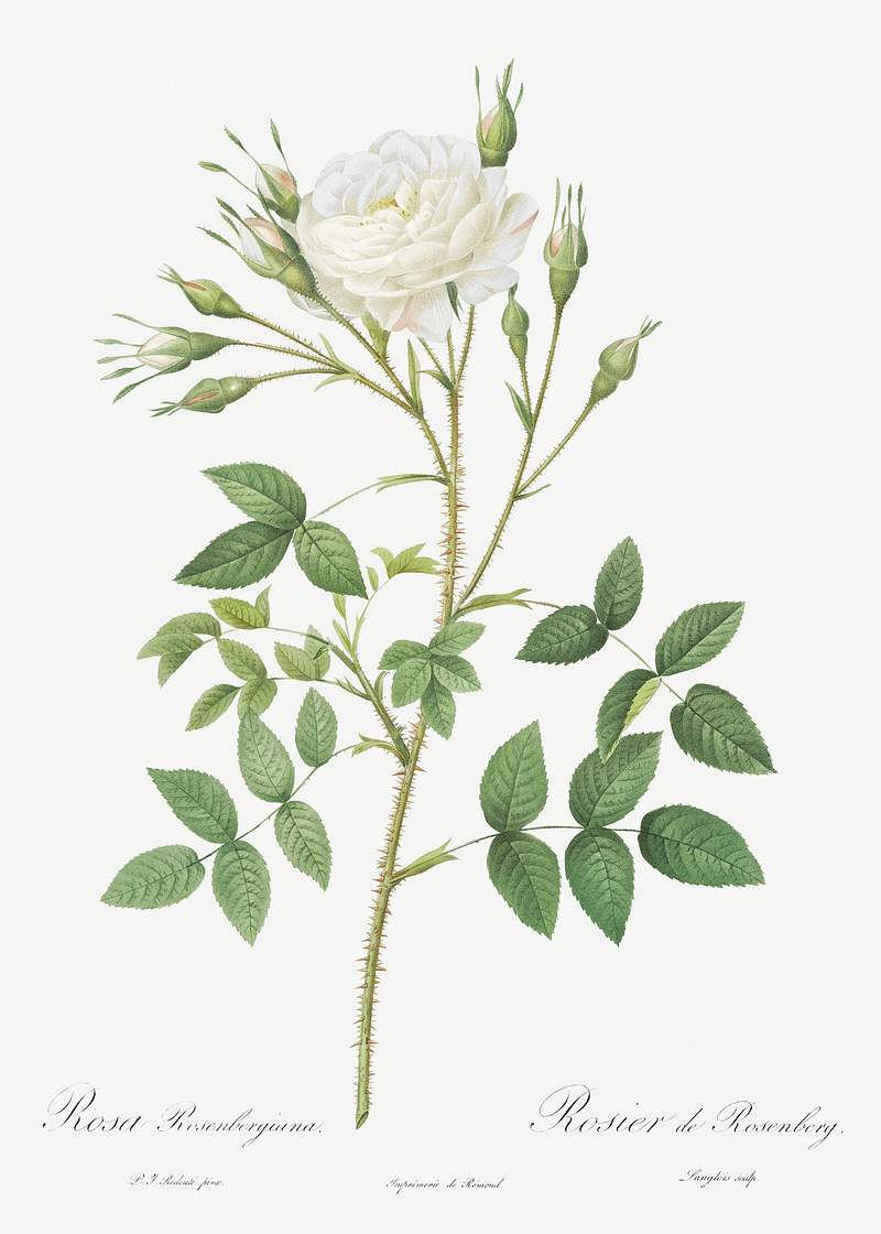 Rose of Rosenberg, Rosa rosenbergiana from Les Roses (1817–1824) by Pierre-Joseph Redouté. Original from the…