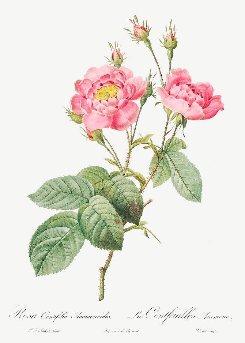 Rosa centifolia anemonoides, also known as
The Anemone Centuries from Les Roses (1817–1824) by Pierre-Joseph…