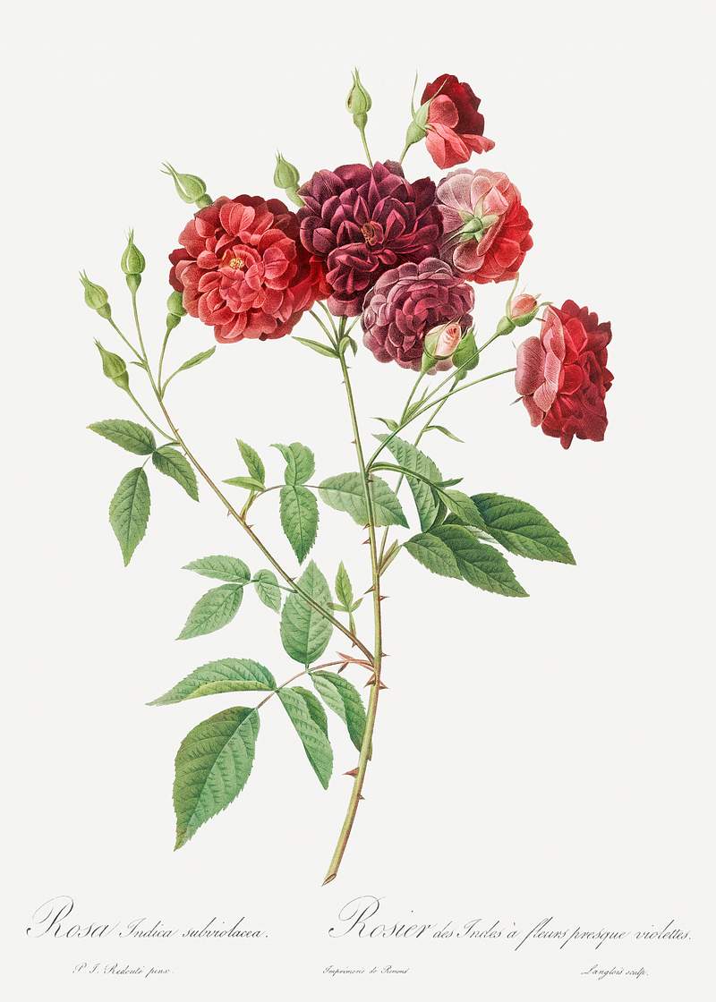 Ternaux Rose, also known as Rosebush with almost violet flowers (Rosa indica subviolacea) from Les Roses (1817–1824) by…