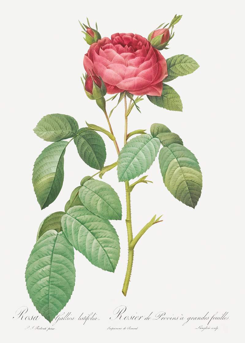 Gallic Rose, also known as Rose of Provins with Large Leaves (Rosa gallica latifolia) from Les Roses (1817–1824) by…