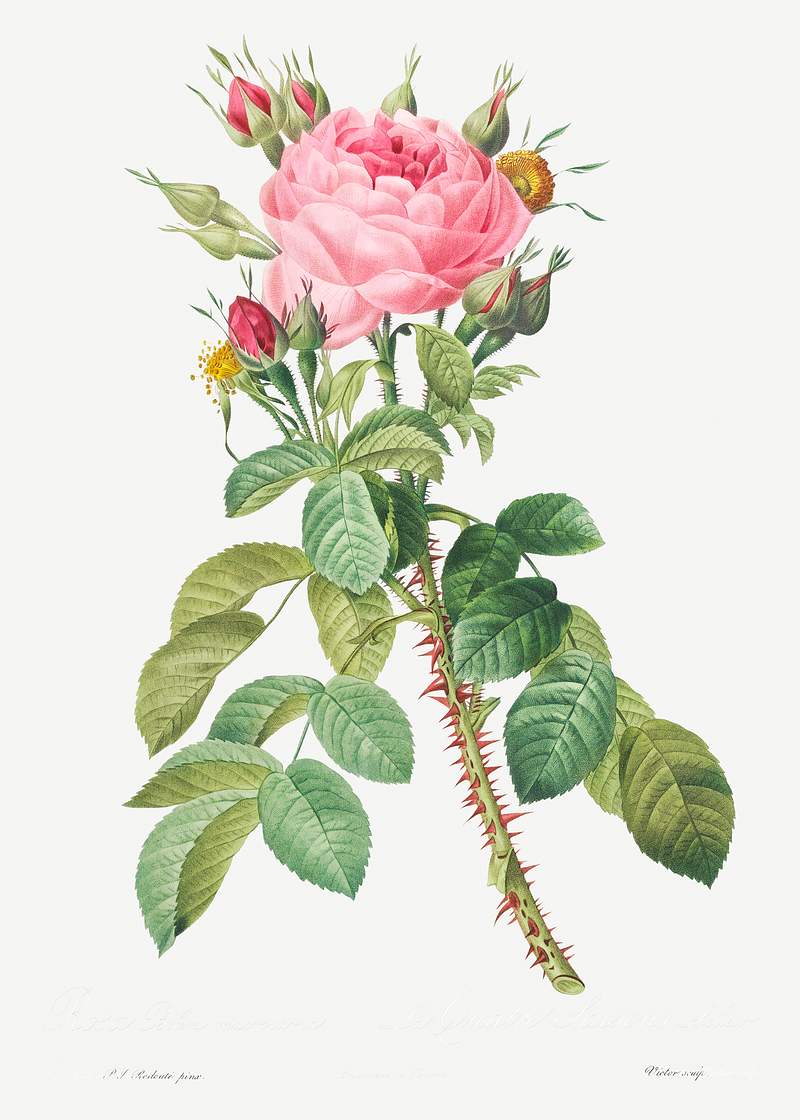 Rosa bifera macrocarpa also known as Lelieur's Four Seasons Rose from Les Roses (1817–1824) by Pierre-Joseph…