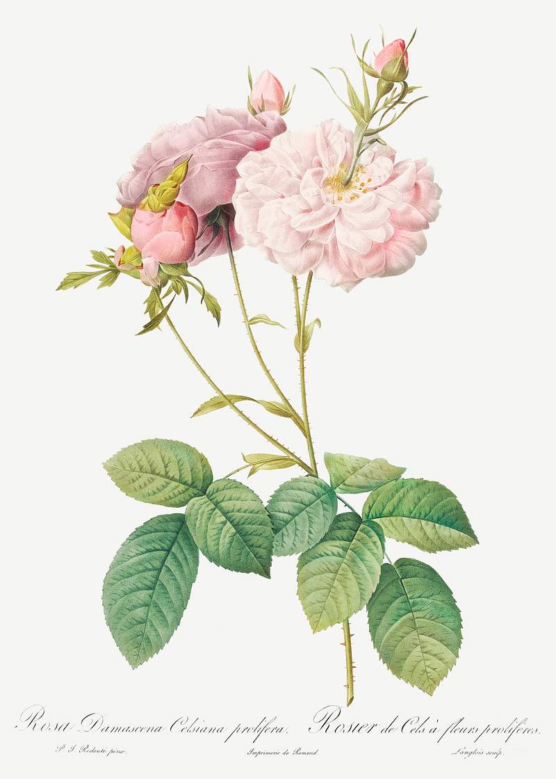 Celsiana, Damask Rose (Rosa damascena celsiana) from Les Roses (1817–1824) by Pierre-Joseph Redouté. Original…