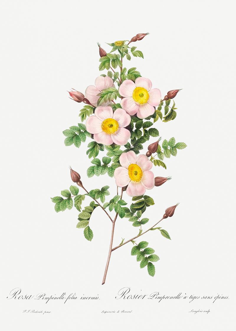 Vintage thornless Burnet rose drawing Rosa pimpinellifolia, also known as Burnet Rose (Rosa pimpinelli-folia inermis) from Les Roses (1817–1824) by Pierre…