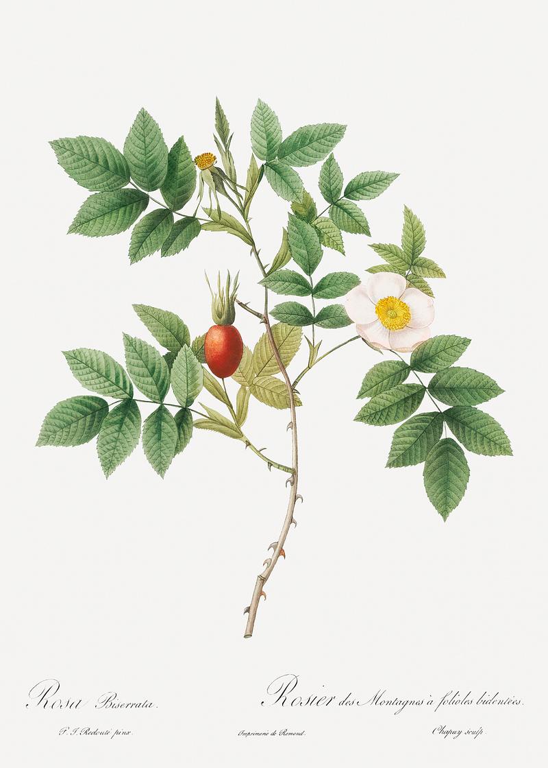 Mountain rose in bloom Bidentate Mountain Rose, also known as Mountain Rose with Toothed Leaflets (Rosa biserrata) from Les Roses (1817–1824)…