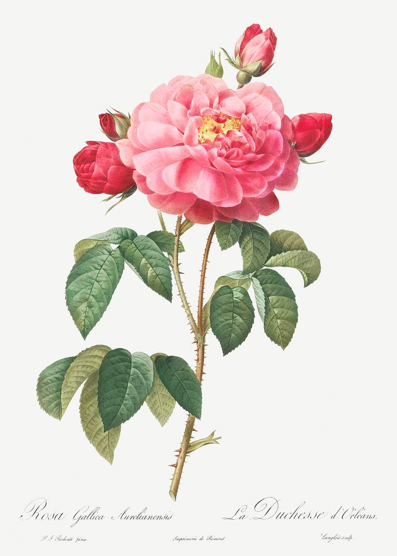 Gallic Rose, also known as the Duchess of Orleans (Rosa Gallica Aurelianensis) from Les Roses (1817–1824) by Pierre…