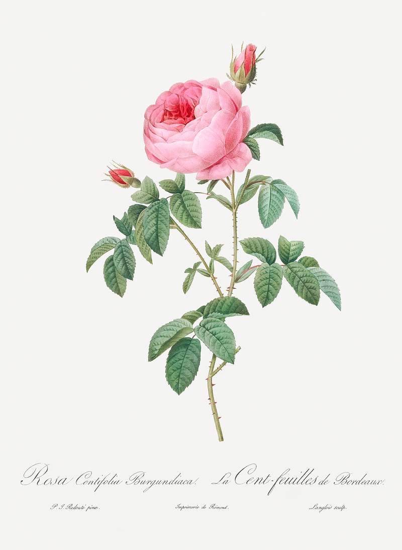 Burgundy Cabbage Rose, the Hundred-Leaves of Bordeaux (Rosa centifolia urgundiaca) from Les Roses (1817–1824) by Pierre…