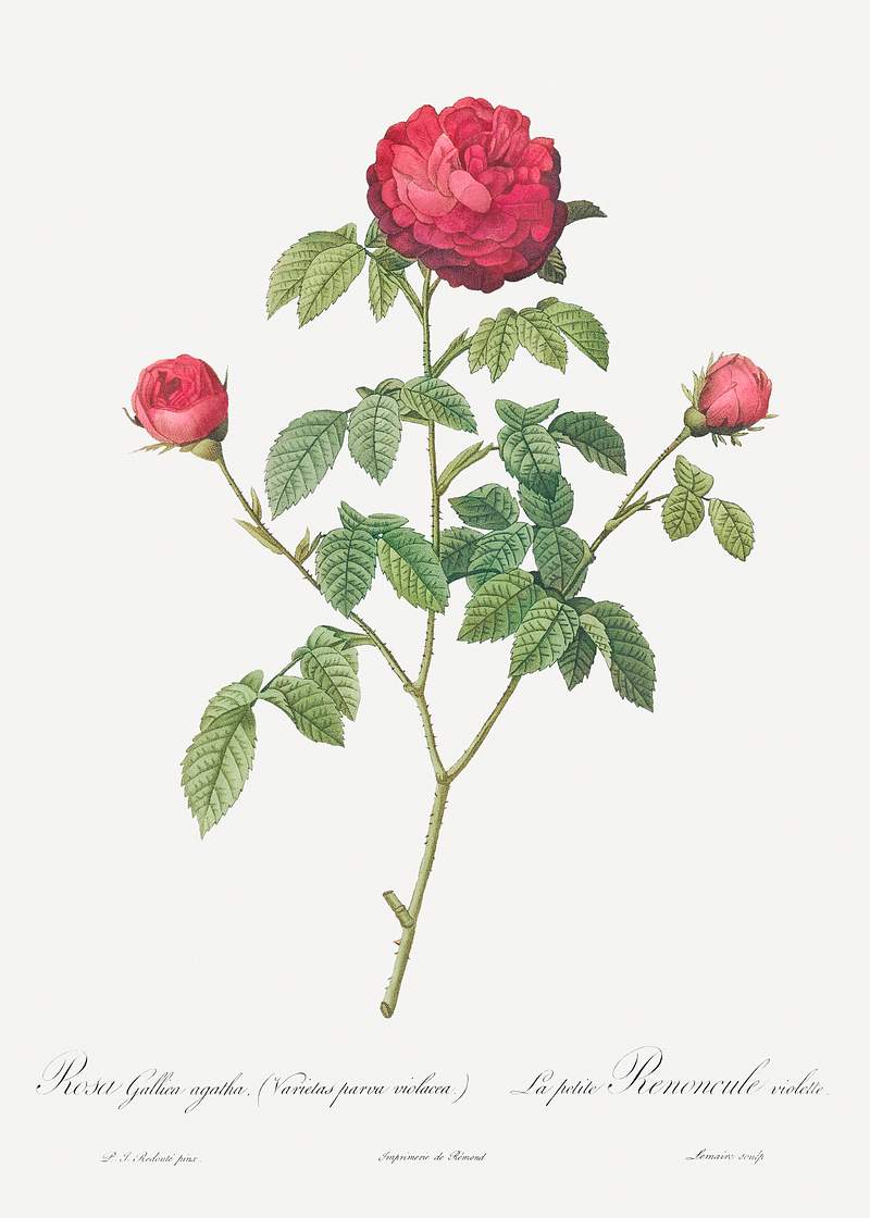 Purple Agatha also known as the Little Violet Buttercup (Rosa Gallica agatha, Varietas parva violacea) from Les Roses…