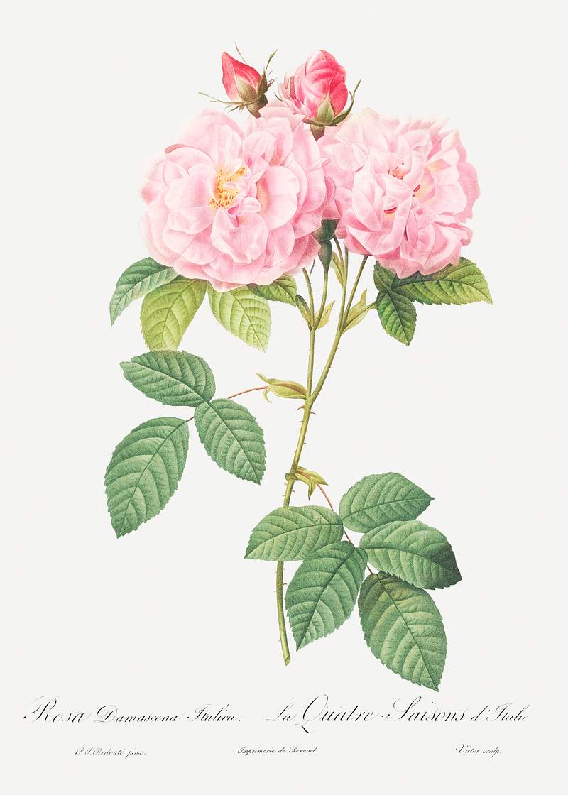 Italian Damask Rose, also known as the Four Seasons of Italy (Rosa damascena Italica) from Les Roses (1817–1824) by…