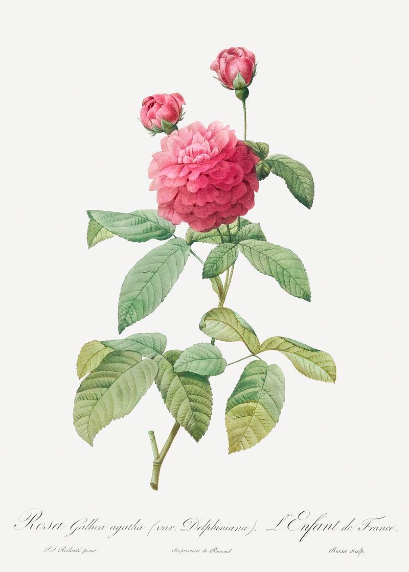 Purple Agatha, also known as the Little Violet Buttercup (Rosa gallica agatha, var. Delphiniana) from Les Roses…