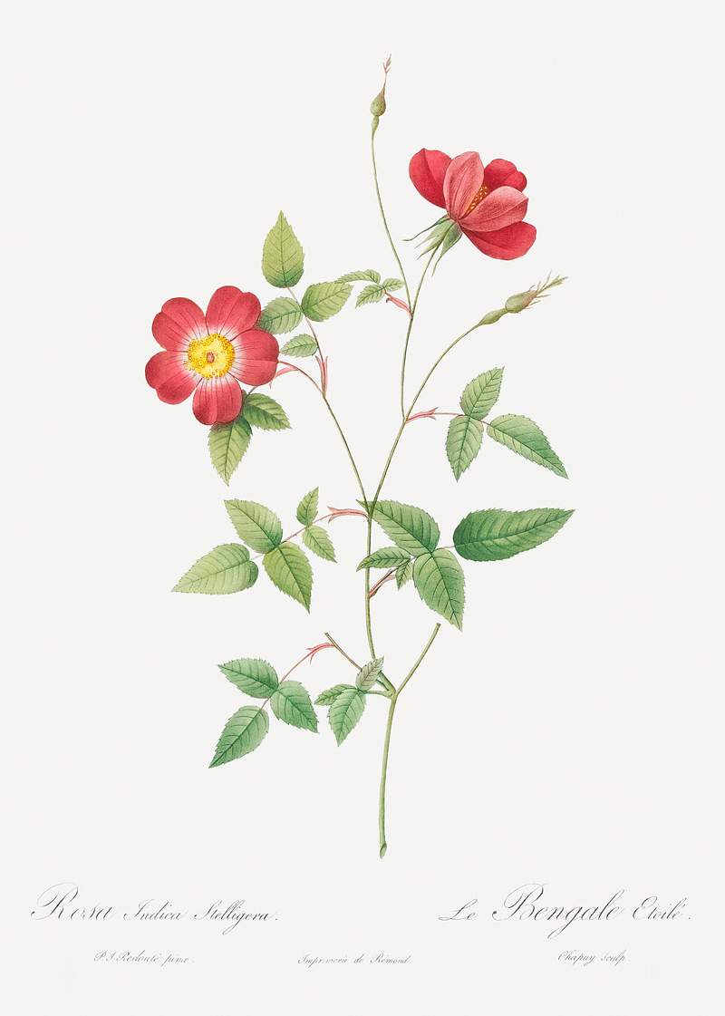 Indica stelligera rose | Free public domain illustration Rose Indica Stelligera, also known as the Bengal Star (Rosa indica stelligera) from Les Roses (1817–1824) by Pierre…