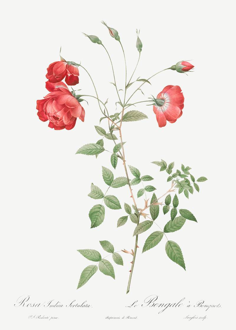Red Rose, also known as Bengal in Bouquet (Rosa indica sertulata) from Les Roses (1817–1824) by Pierre-Joseph…