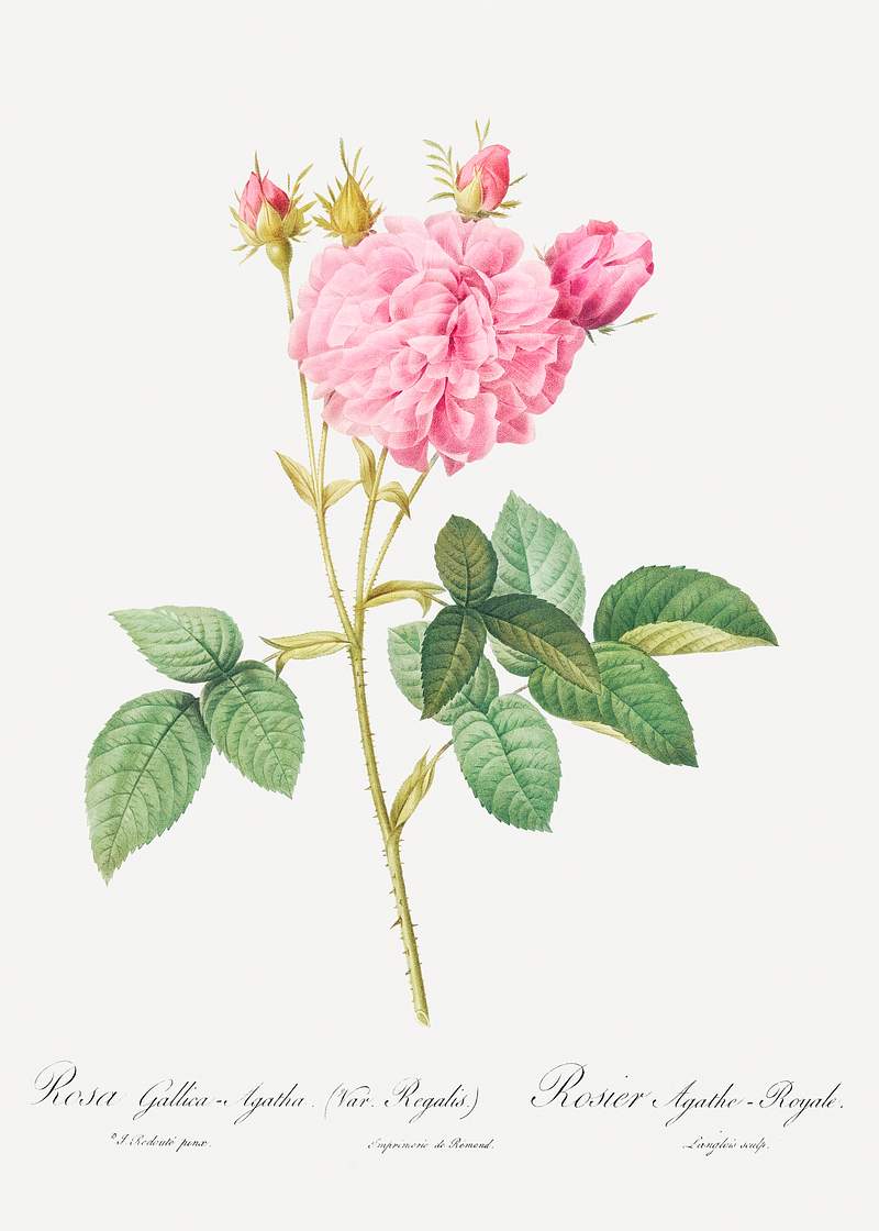 Agatha rose, also known as Rosa gallica-Agatha, Var. Regalis from Les Roses (1817–1824) by Pierre-Joseph…