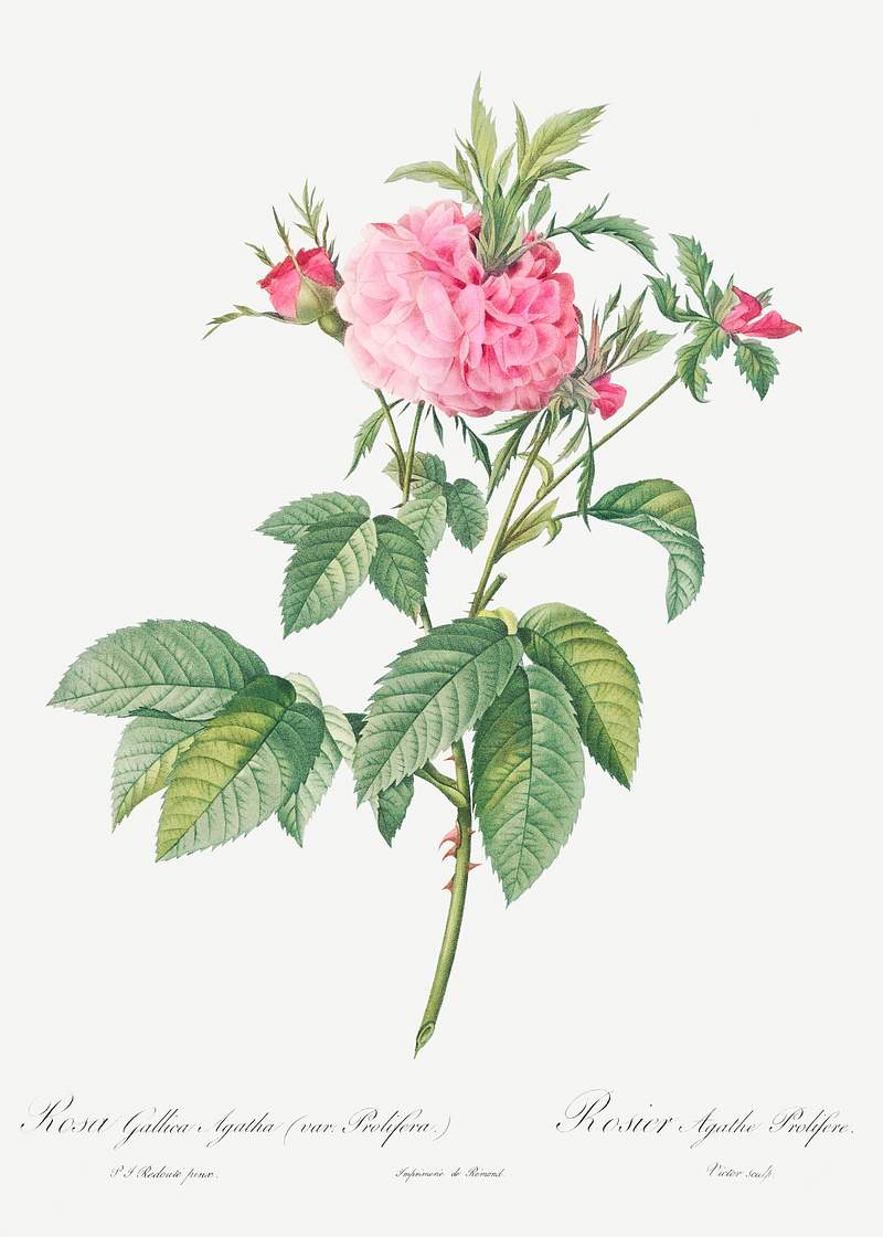 Agatha rose, also known as Rosa gallica-Agatha, Var. Prolifera from Les Roses (1817–1824) by Pierre-Joseph…
