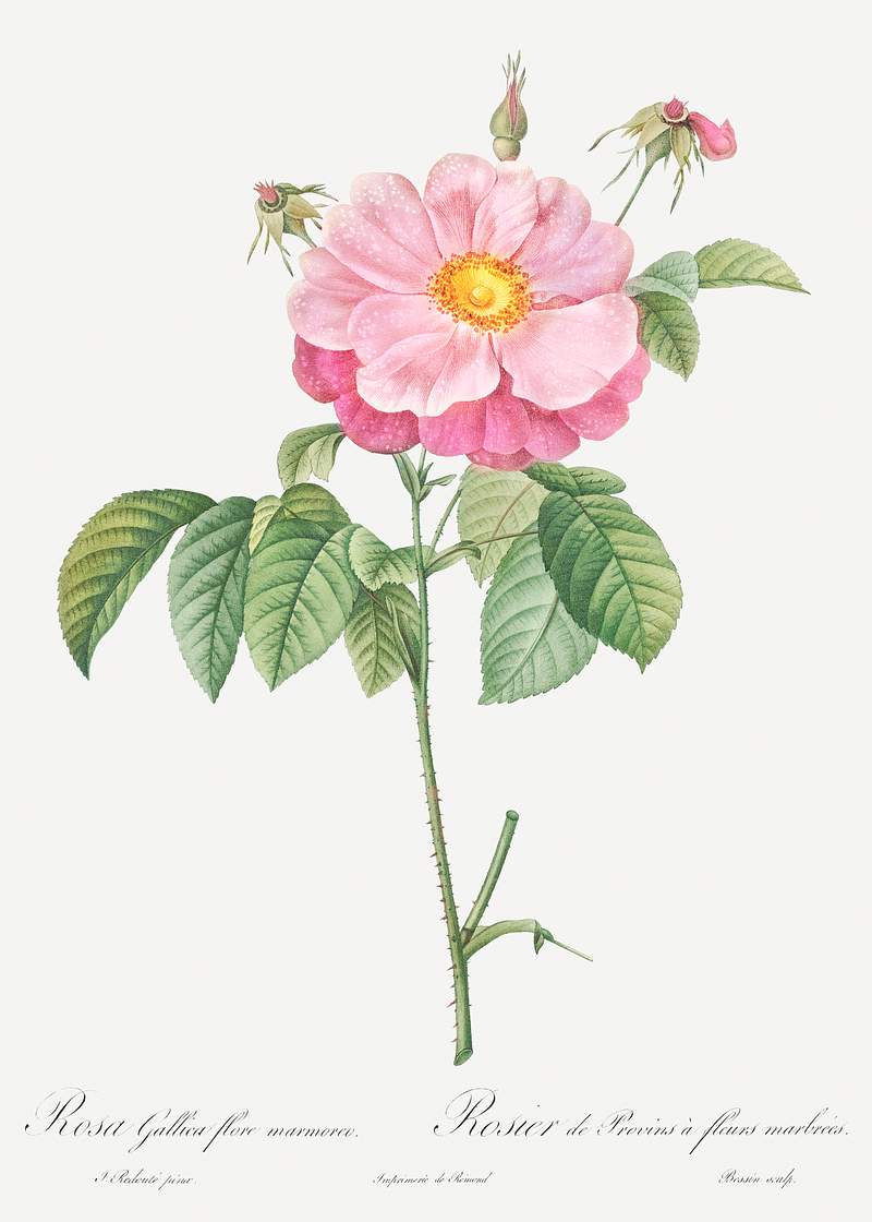 Marbled or speckled Provins rose, Rosa gallica flore marmoreo from Les Roses (1817–1824) by Pierre-Joseph…