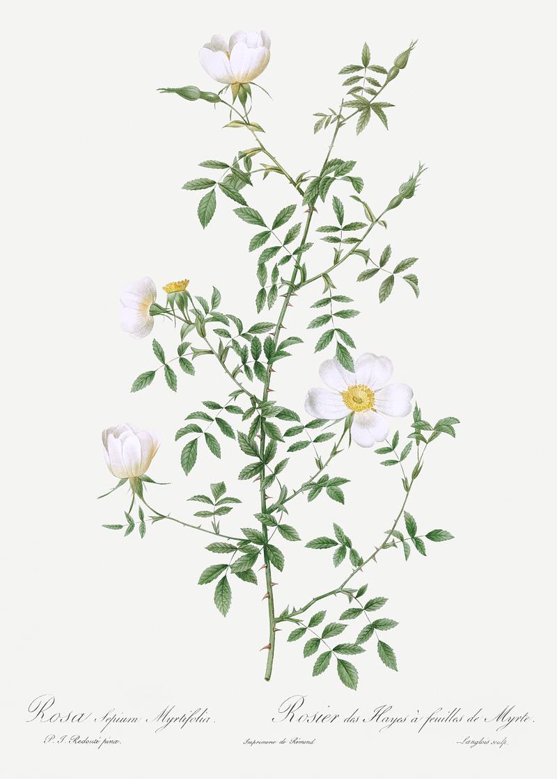 Vintage hedge rose poster Myrtle-Leaved Hedge Rose, also known as Roses of Hayes with Myrtle Leaves (Rosa sepium Myrtifolia) from Les Roses…