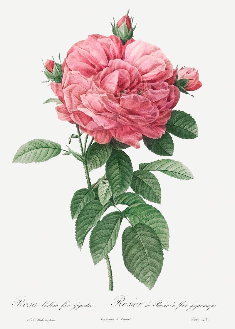 Giant French rose bloom, also known as Provins rosebush with gigantic flower (Rosa gallica flore giganteo) from Les Roses…
