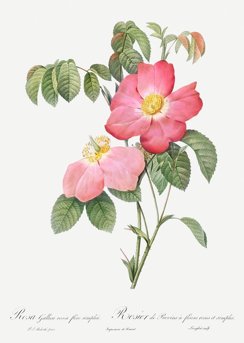 Pink French Rose, also known as Provins Rosebush with Pink and Simple Flowers (Rosa gallica rosea flore simplica) from Les…