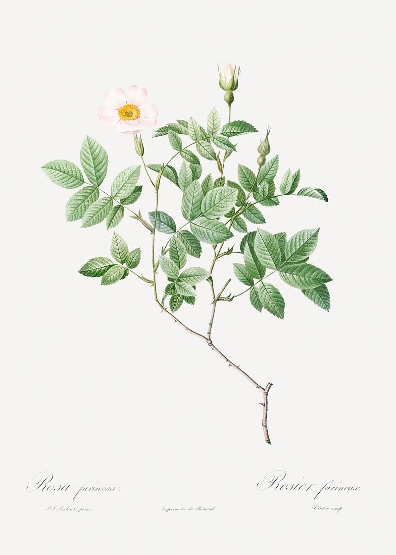 Vintage rosebush poster Farinose Rose, also known as Flowery Rosebush (Rosa farinosa) from Les Roses (1817–1824) by Pierre-Joseph…