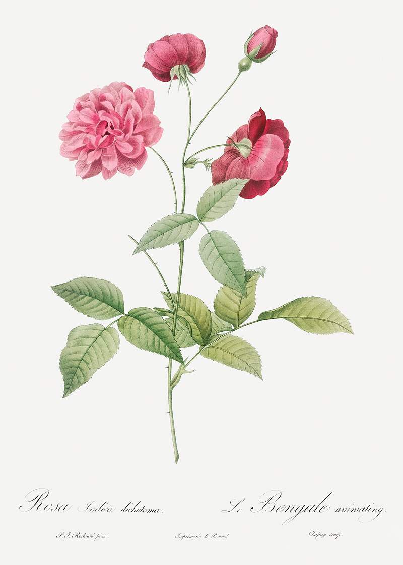 China Rose, also known as Bengal Animating (Rosa indica dichotoma) from Les Roses (1817–1824) by Pierre-Joseph…