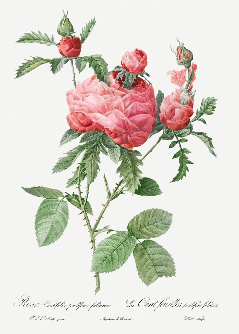 Cabbage Rose bloom, also known as One Hundred-Leaved Rose (Rosa centifolia prolifera foliacea) from Les Roses…