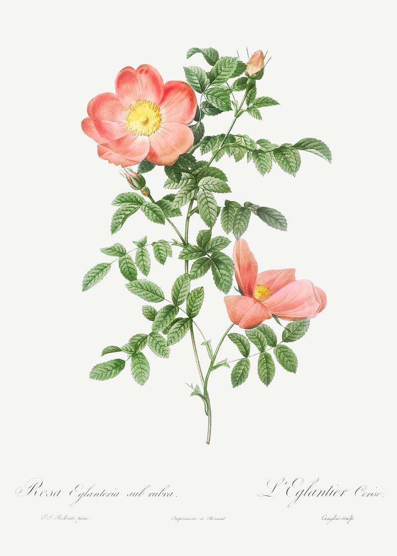 Red sweet brier, also known as Cherry Rosehip (Rosa eglanteria sub rubra) from Les Roses (1817–1824) by Pierre-Joseph…